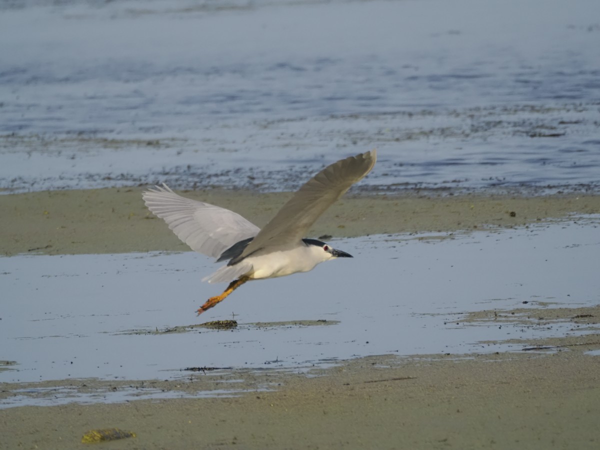 Black-crowned Night Heron - ML621287722