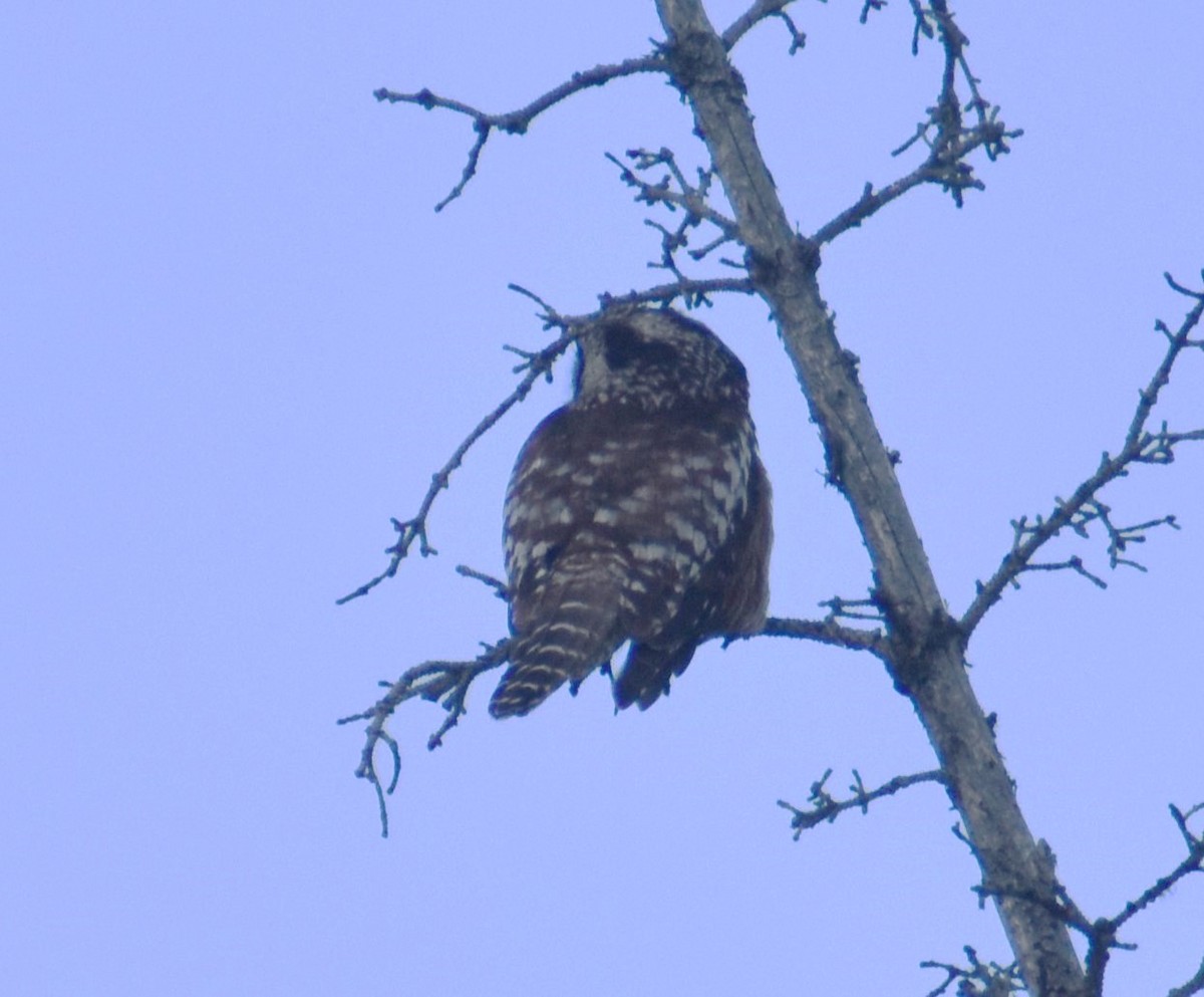 Northern Hawk Owl (American) - ML621287738