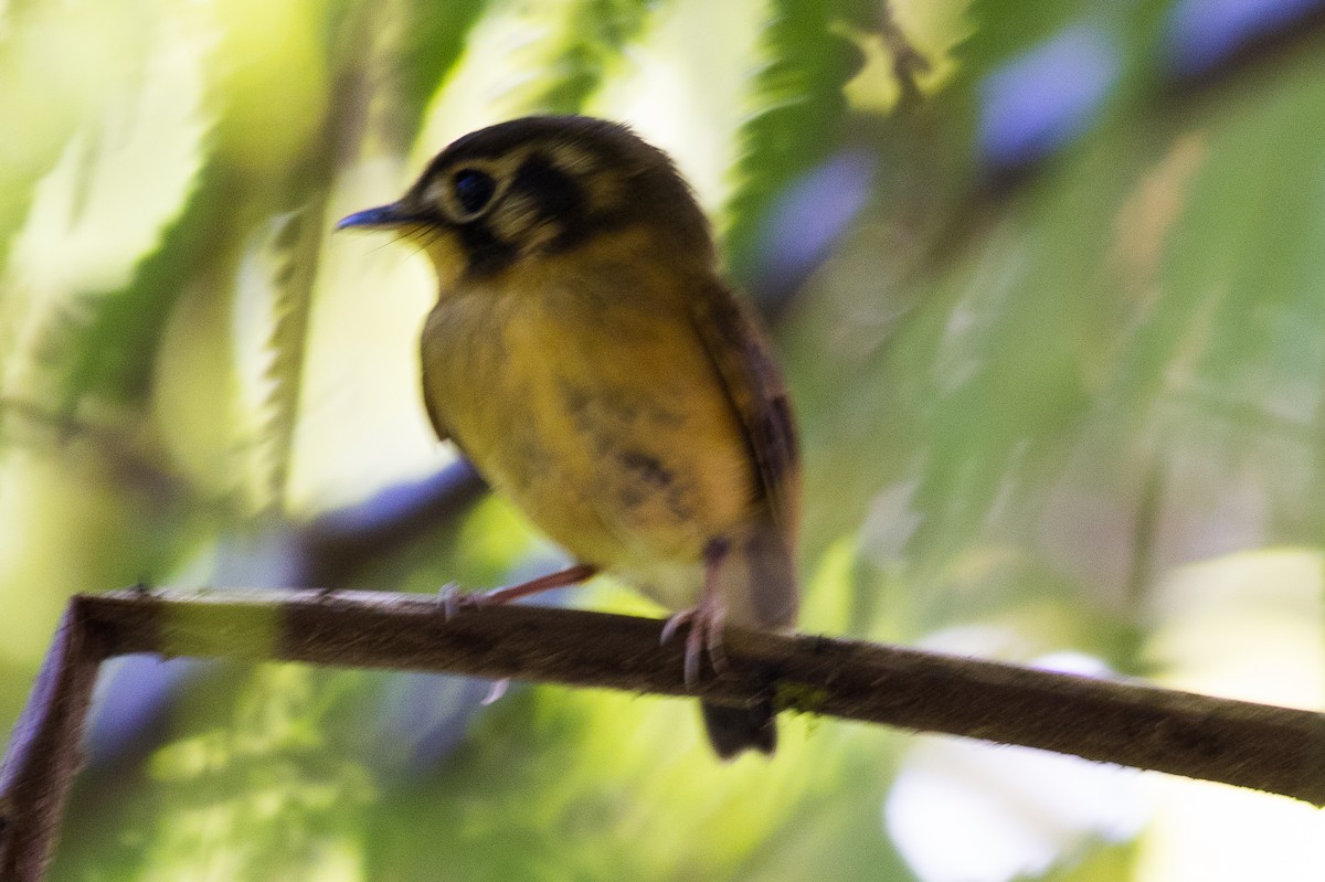 White-throated Spadebill (Eastern) - ML621287764