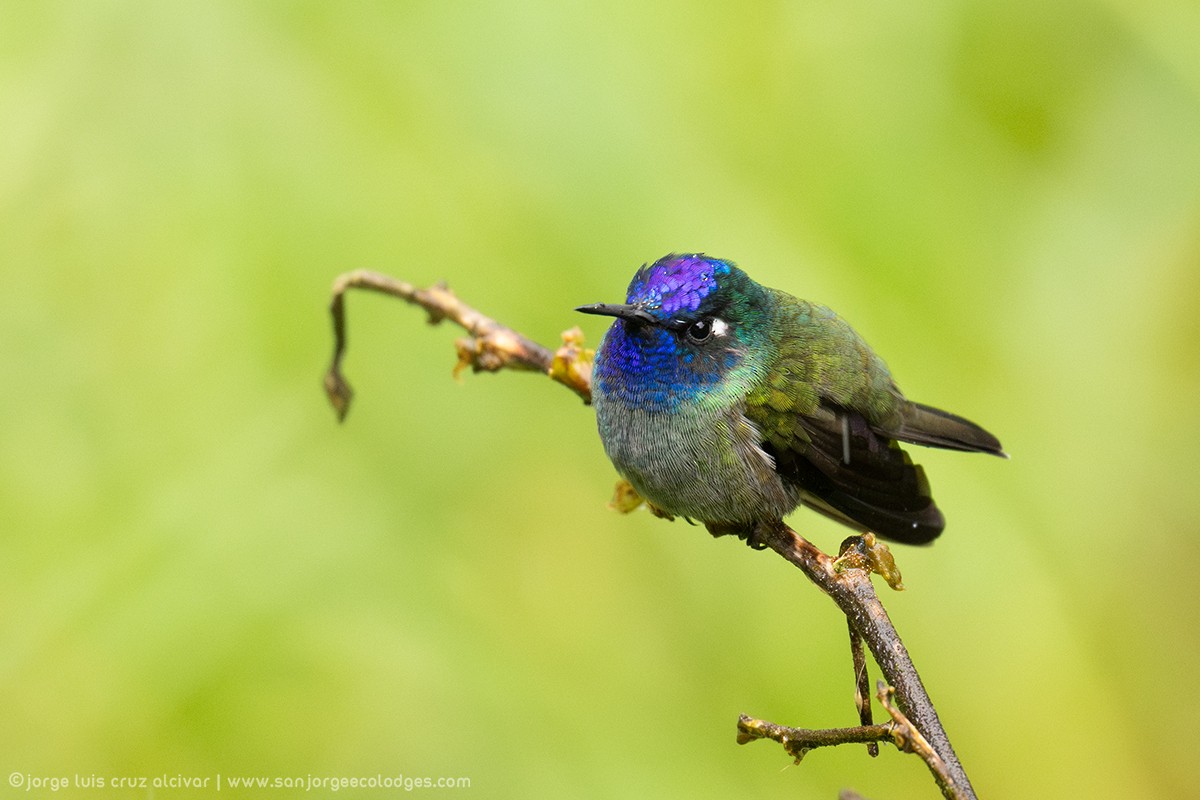 Violet-headed Hummingbird - ML621287809