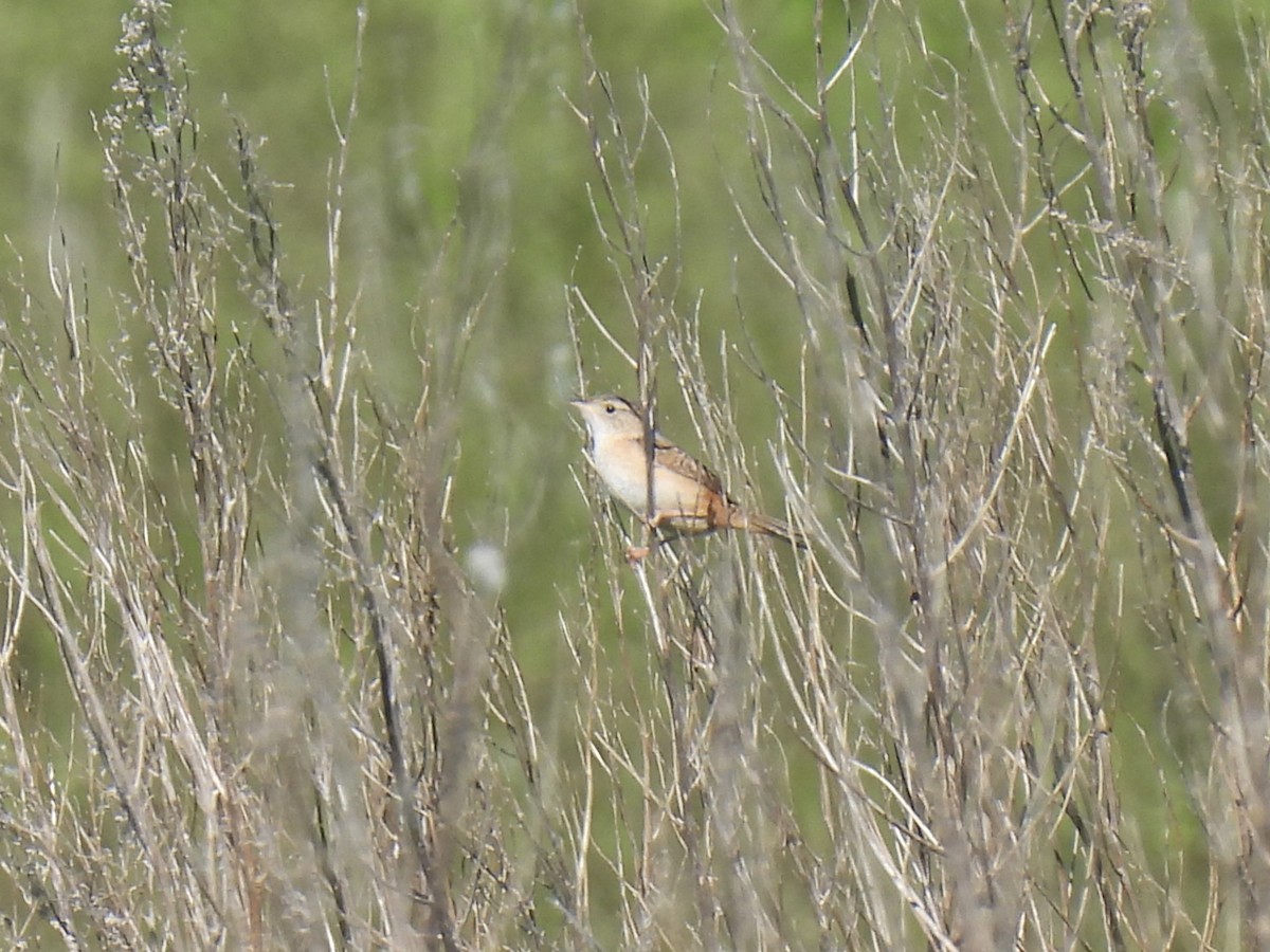 Sedge Wren - ML621287814