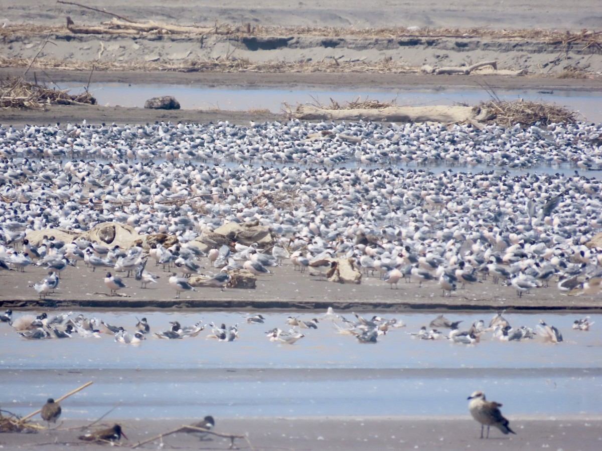 Andean Gull - ML621287823