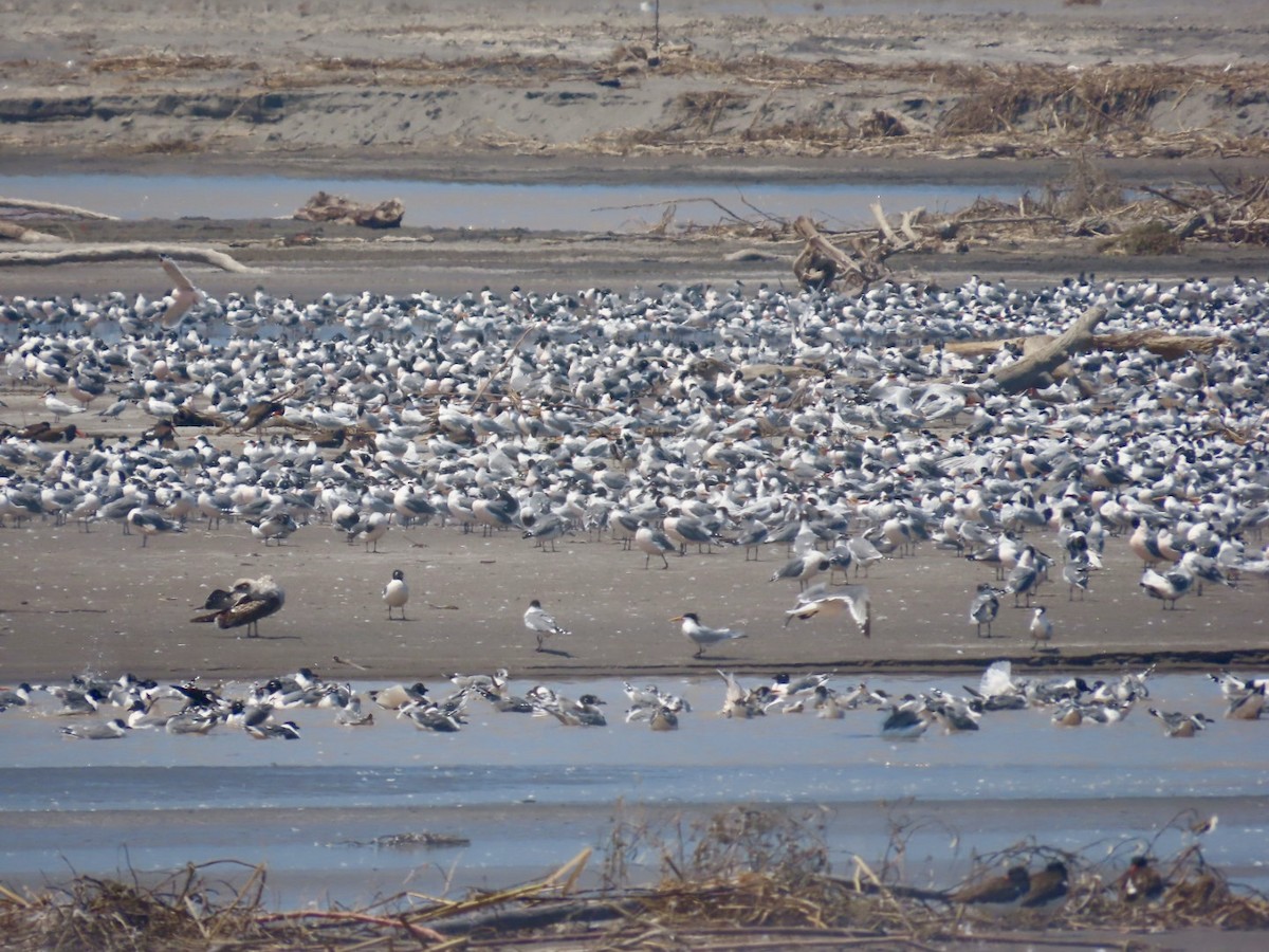Andean Gull - ML621287824