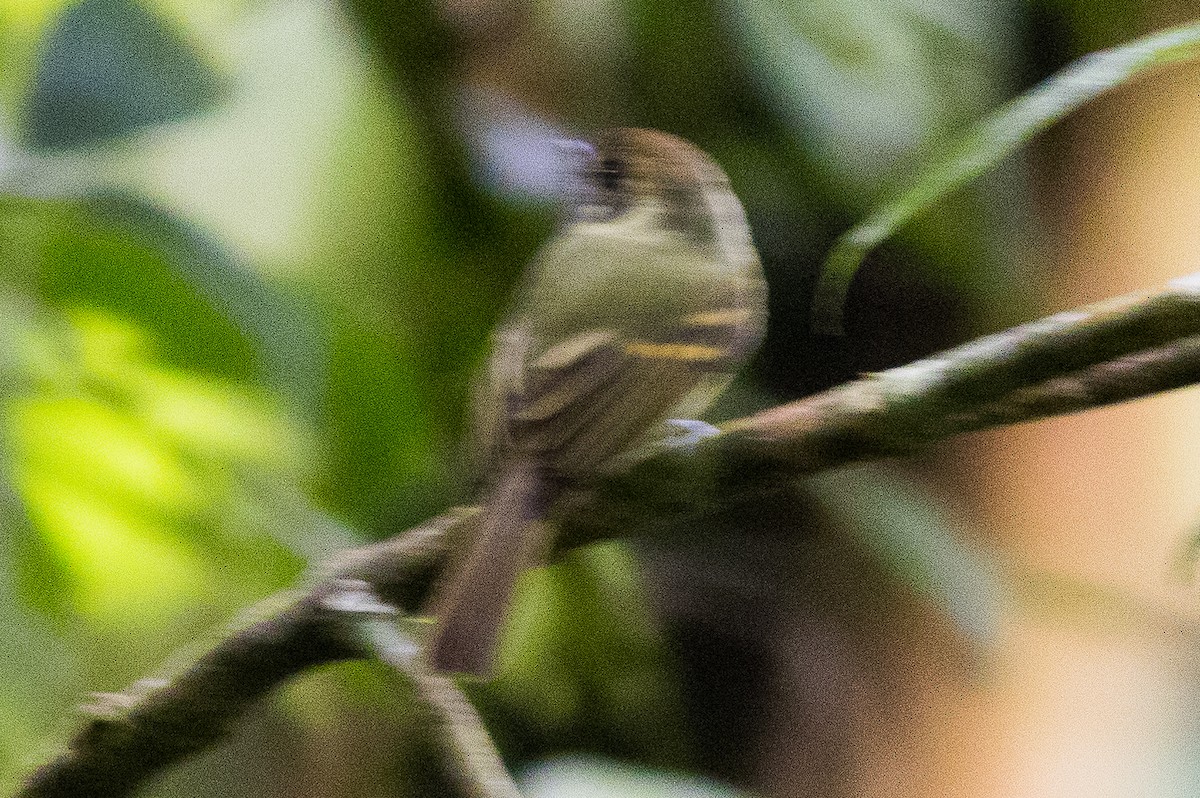 Sepia-capped Flycatcher - ML621287854