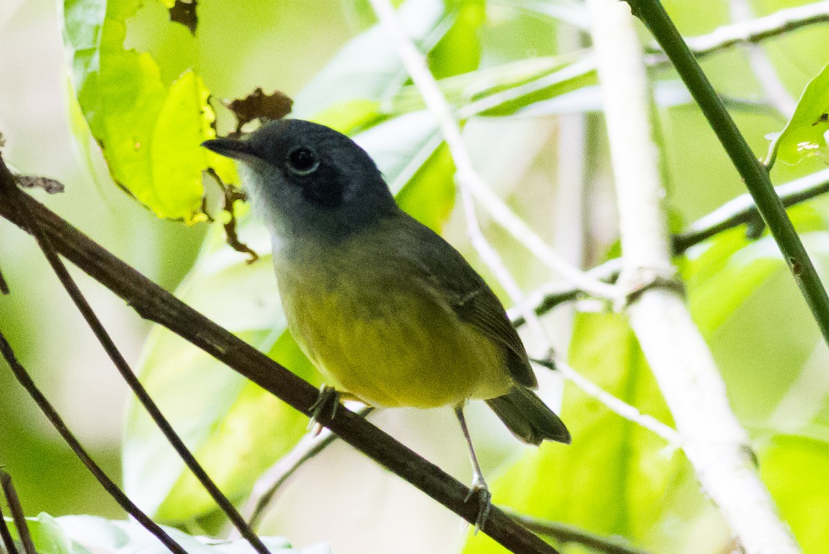 Plain Antvireo - ML621287866