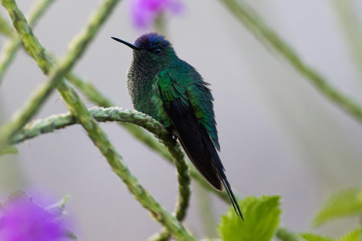 Violet-capped Woodnymph - ML621288063