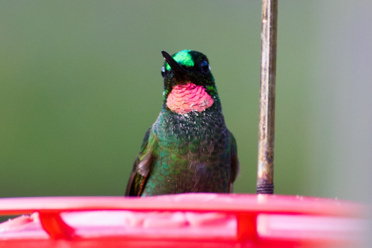 Colibri rubis-émeraude - ML621288072