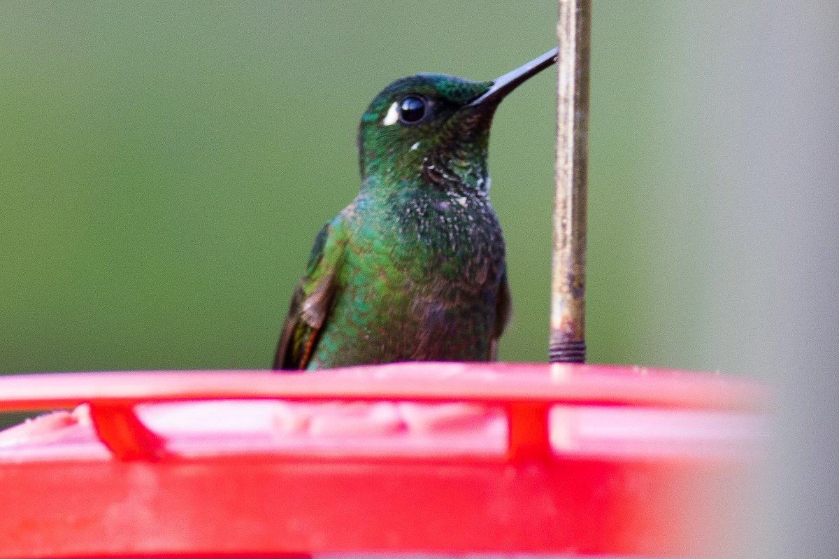 Colibri rubis-émeraude - ML621288073