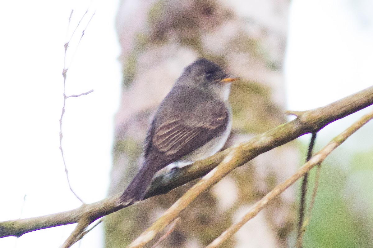 Southern Tropical Pewee - ML621288139