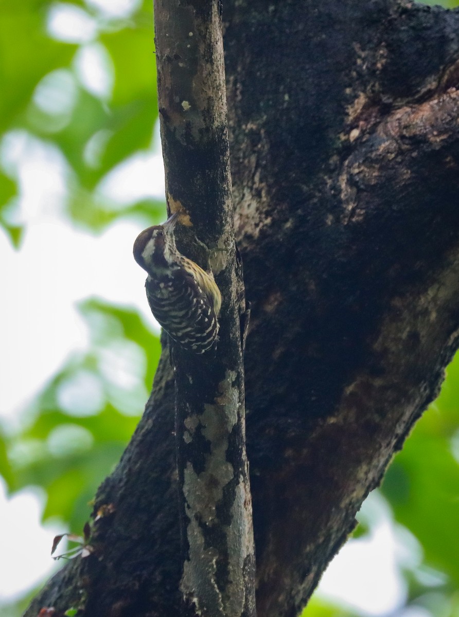 Philippine Pygmy Woodpecker - ML621288153