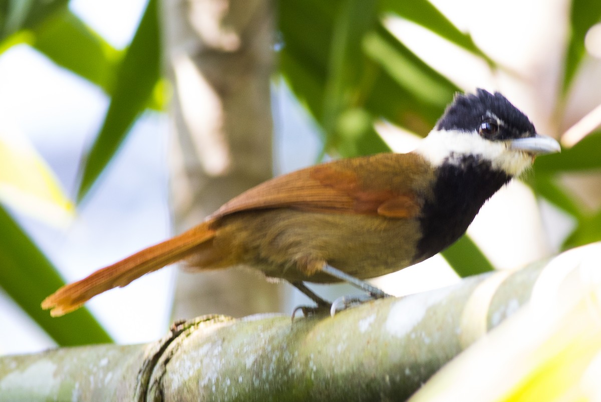 White-bearded Antshrike - ML621288164