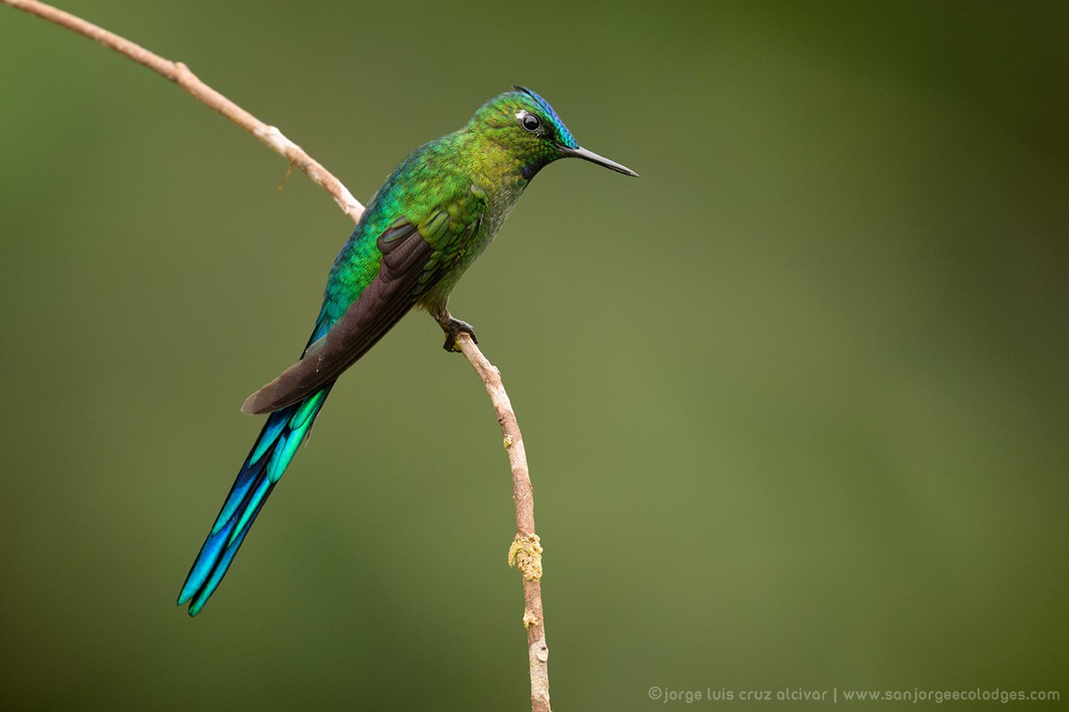 Long-tailed Sylph - ML621288166