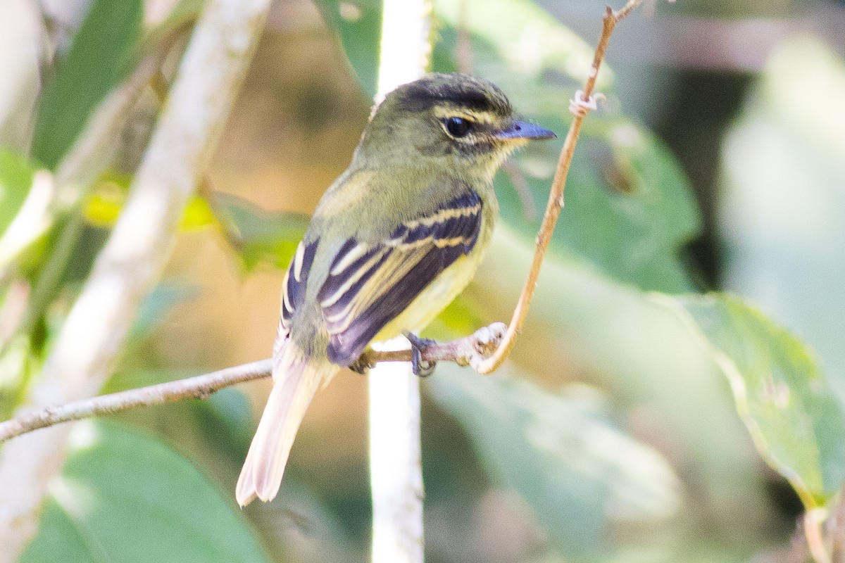 Large-headed Flatbill - ML621288170