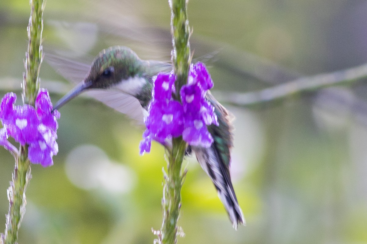 White-throated Hummingbird - ML621288183