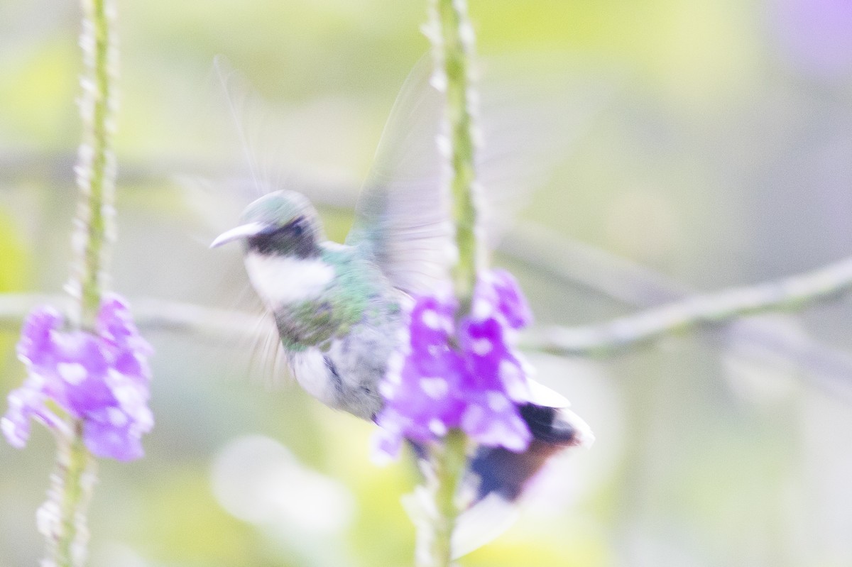 White-throated Hummingbird - ML621288184