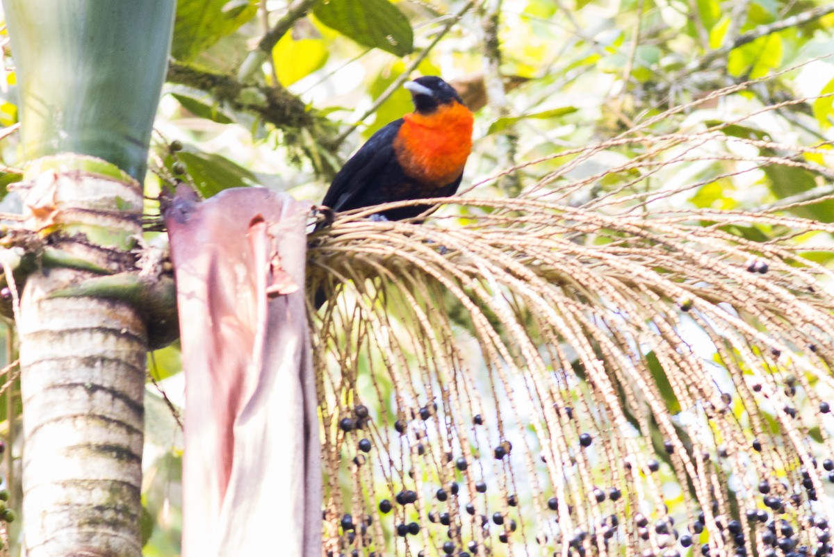 Red-ruffed Fruitcrow - ML621288194