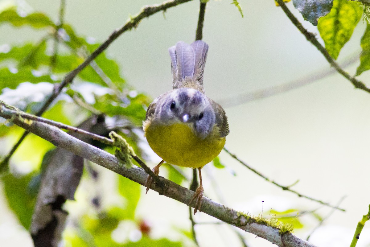 Golden-crowned Warbler (Golden-crowned) - ML621288199