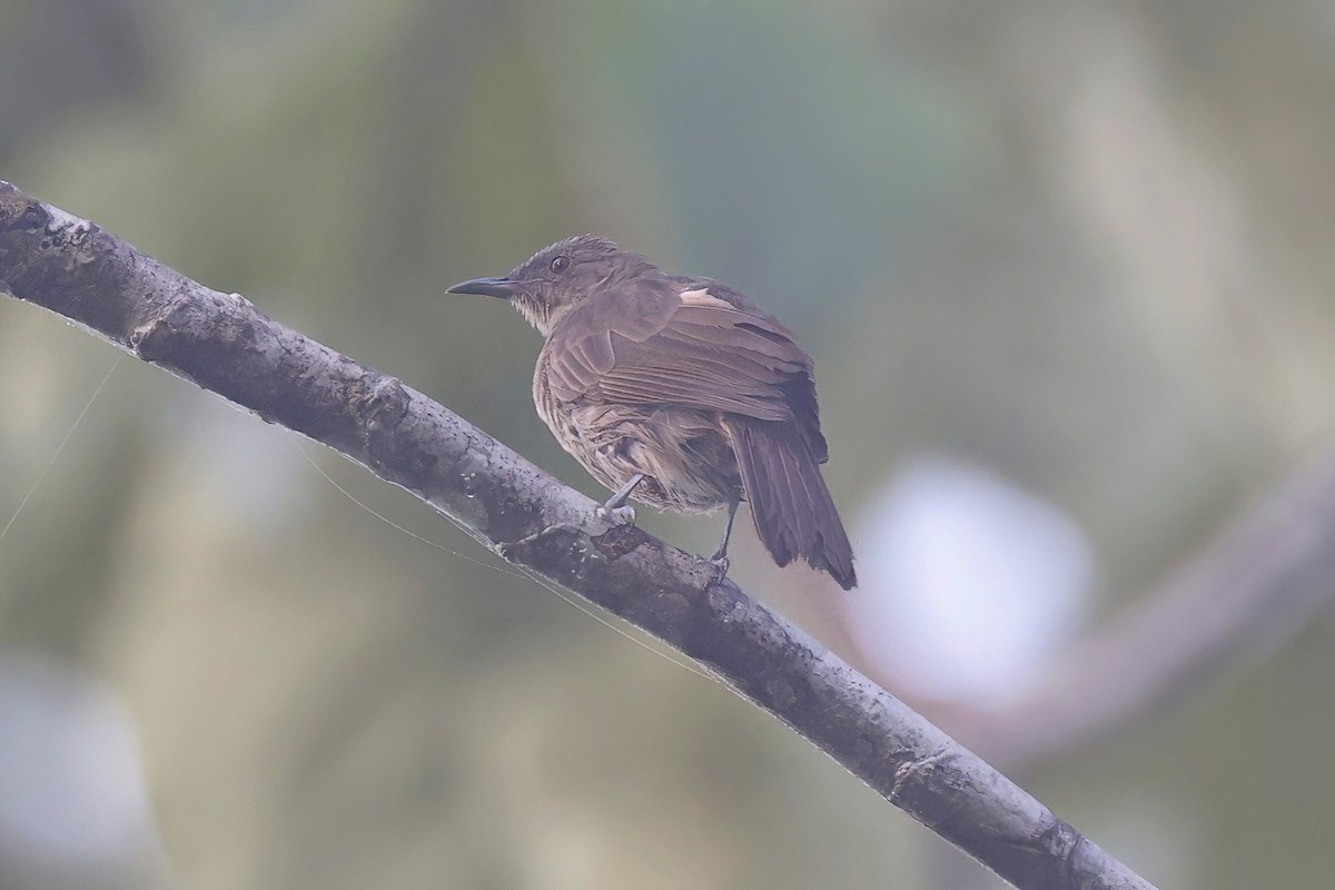 Plain Honeyeater - Marcin Sidelnik