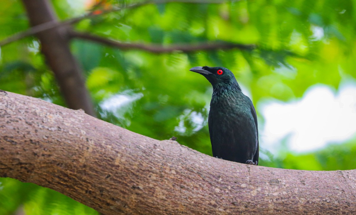 Asian Glossy Starling - ML621288333