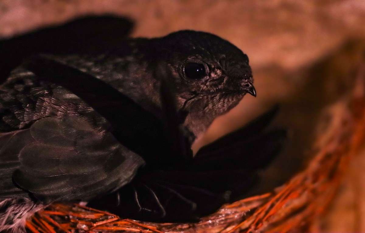 Gray-rumped Swiftlet - Collocalia marginata - Media Search - Macaulay ...