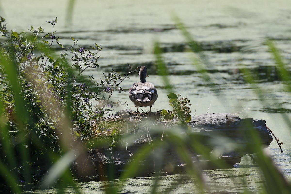 Gadwall - ML621288620