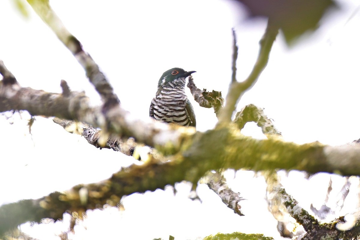 White-eared Bronze-Cuckoo - ML621288708