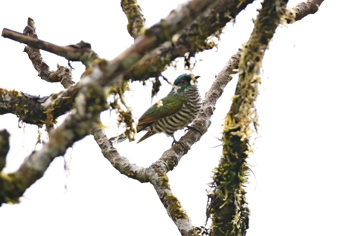 White-eared Bronze-Cuckoo - ML621288709