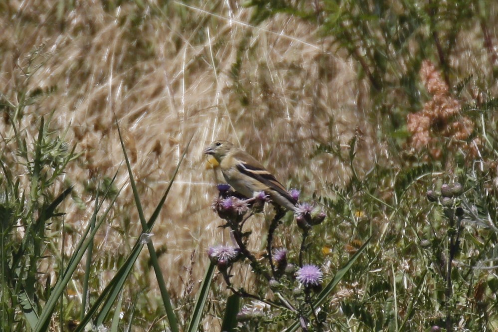 American Goldfinch - ML621288767