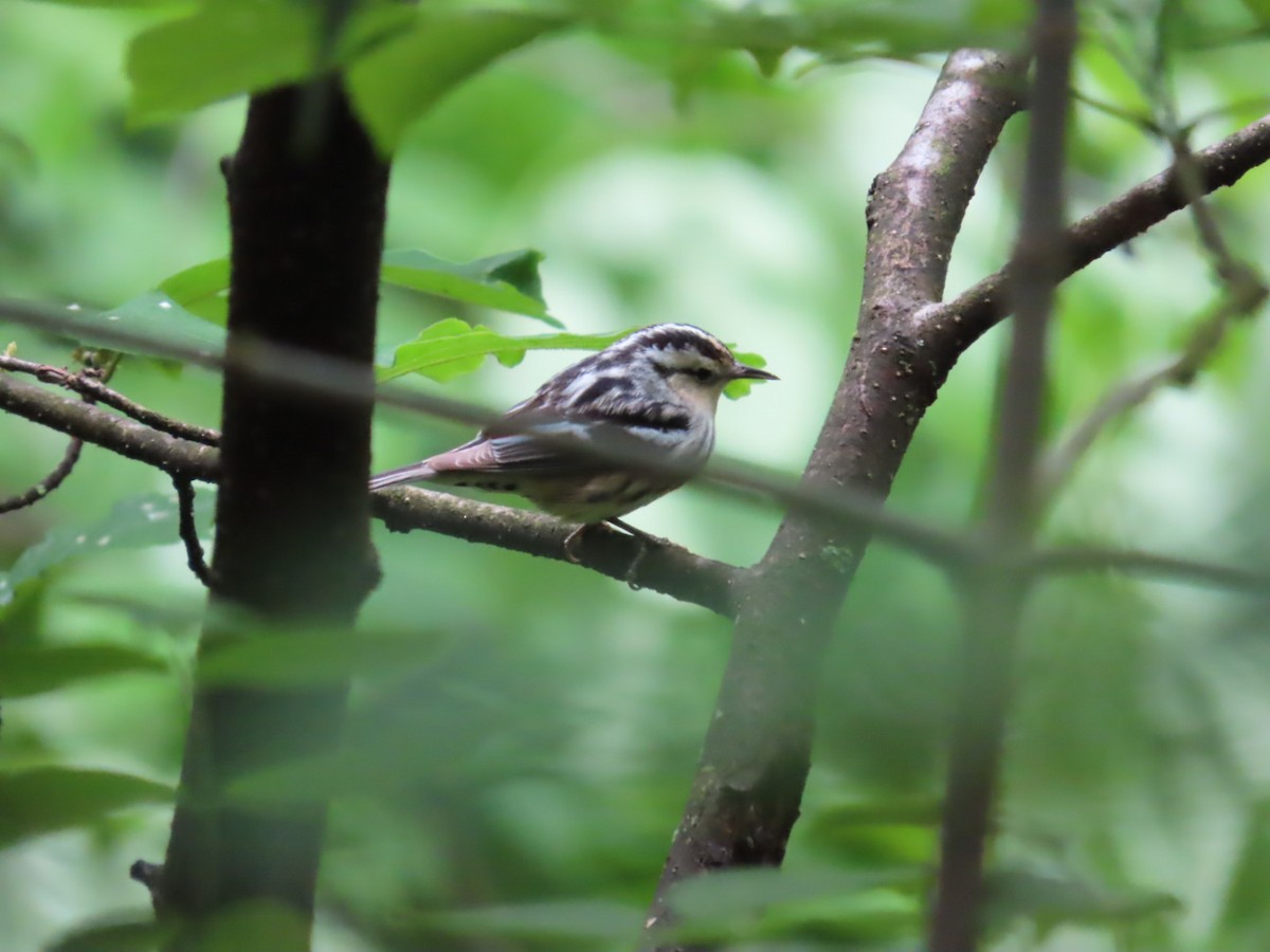 Black-and-white Warbler - Clarissa Chipman