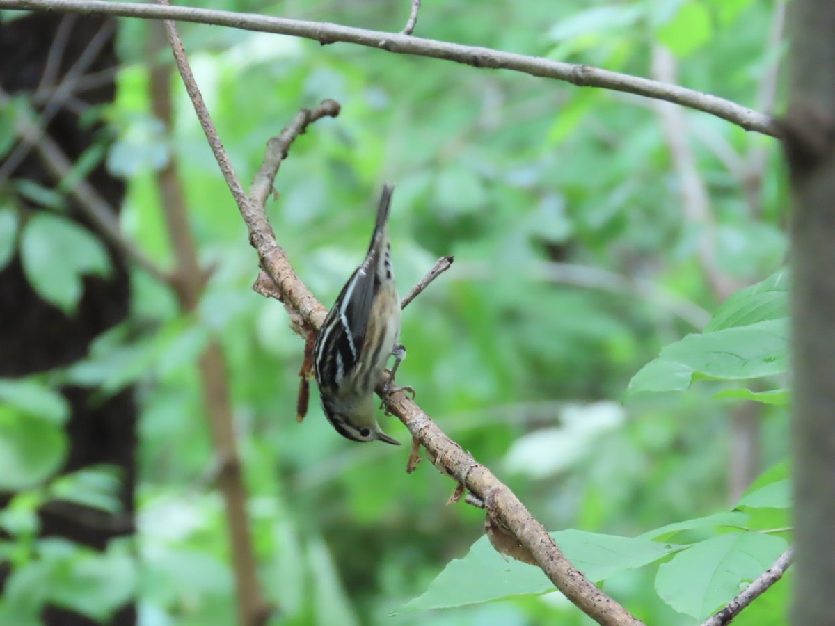 Black-and-white Warbler - ML621288787