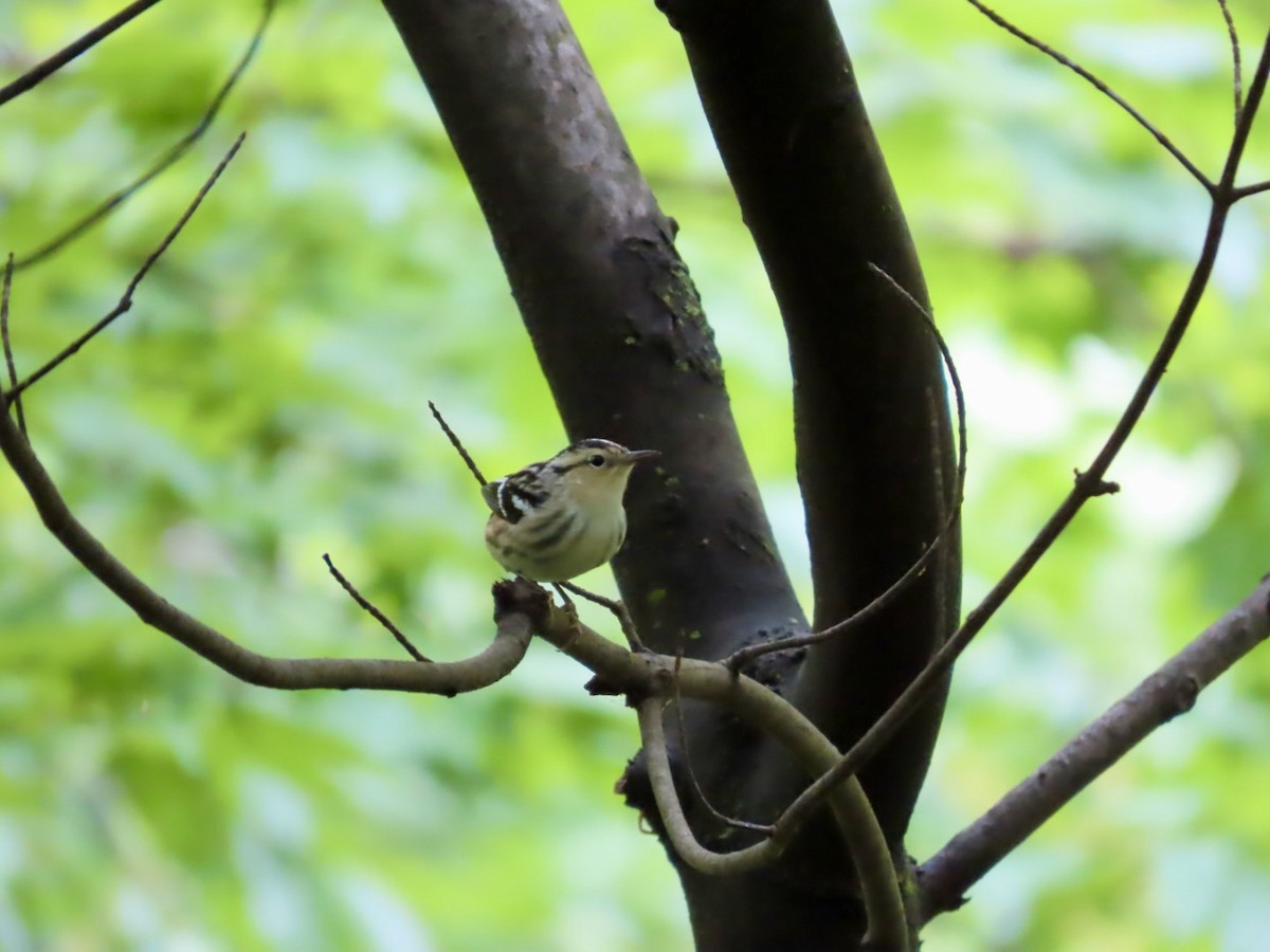 Black-and-white Warbler - ML621288788