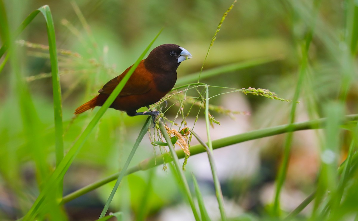 Chestnut Munia - ML621288814