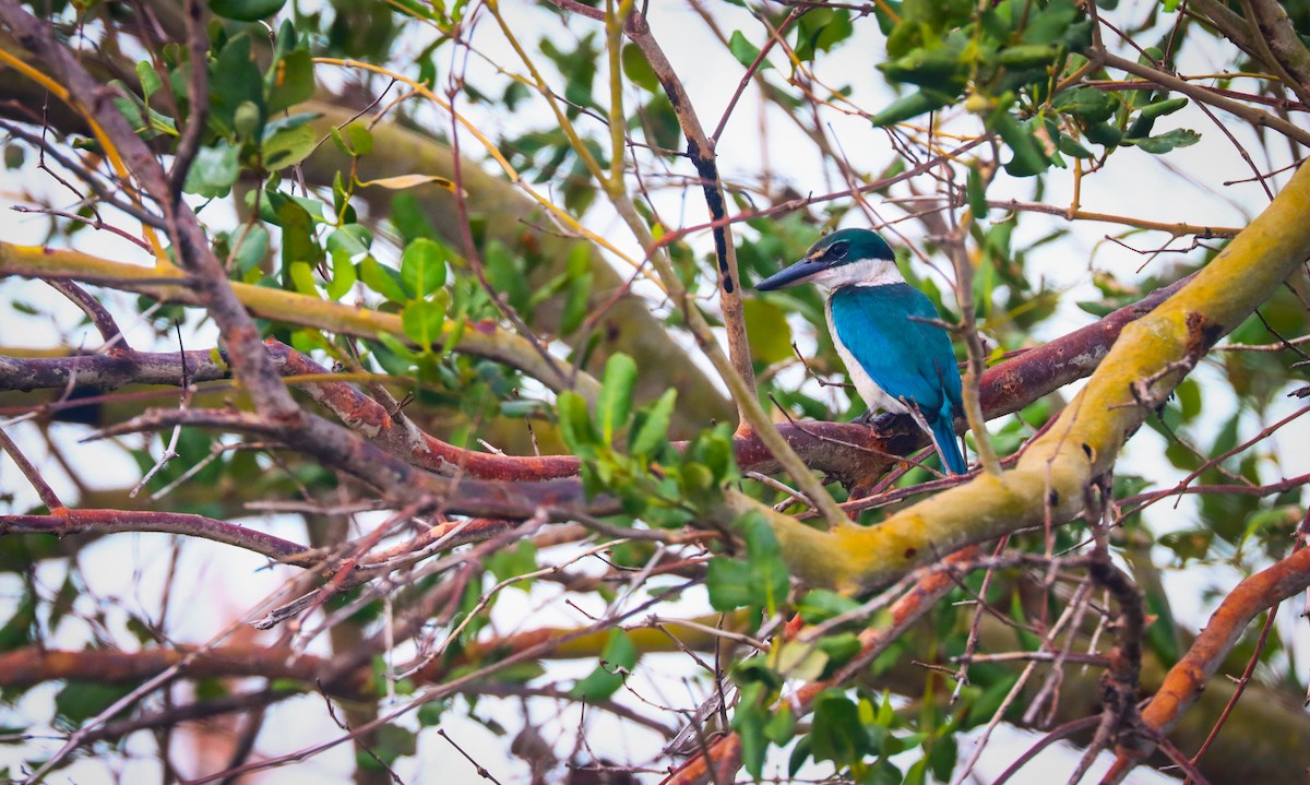 Collared Kingfisher (Collared) - ML621288820