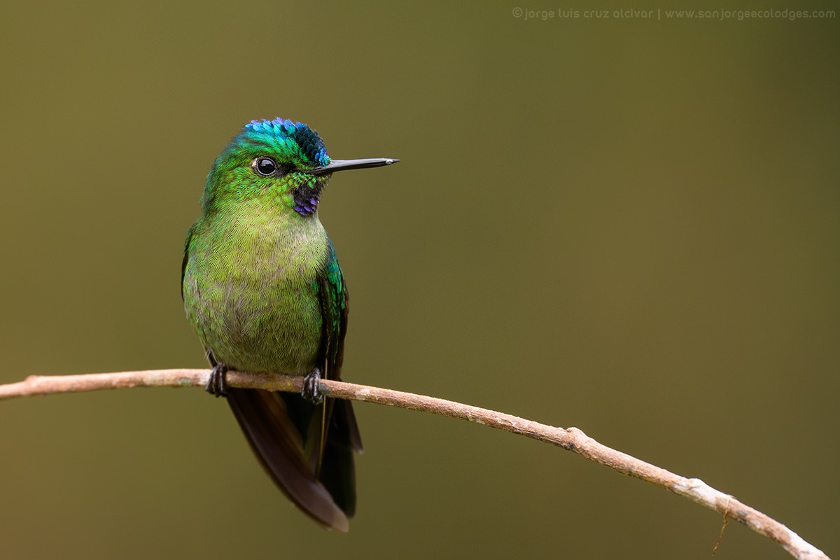 Long-tailed Sylph - ML621288881