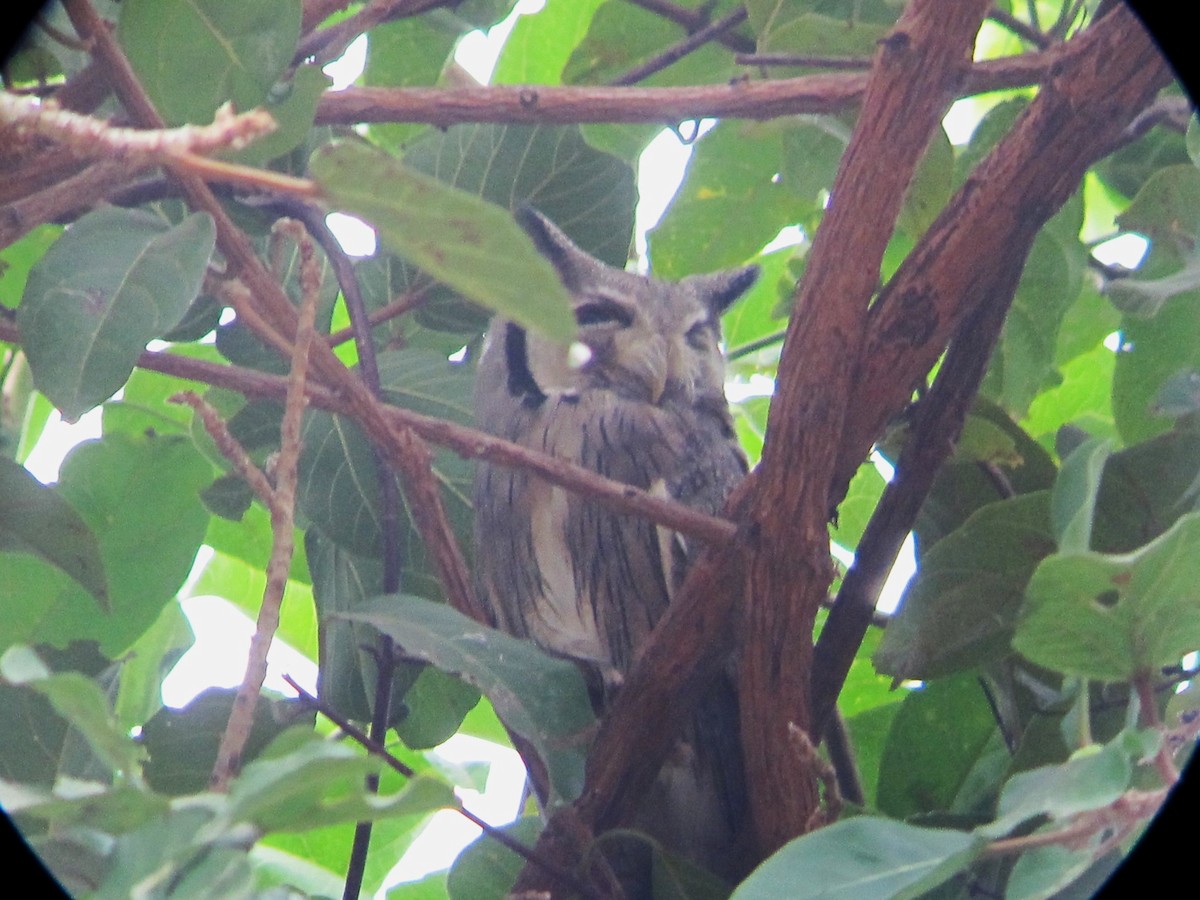 Northern White-faced Owl - ML621288900