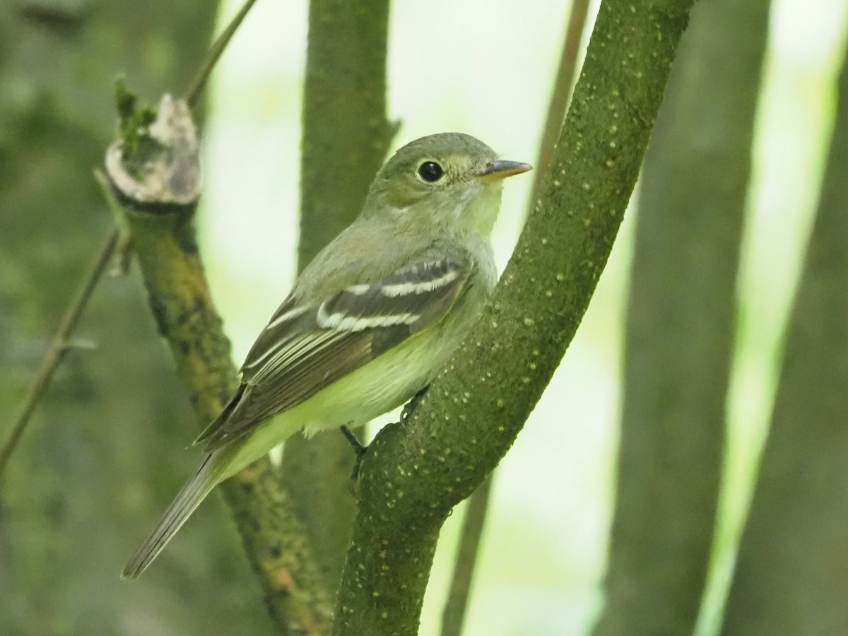 Acadian Flycatcher - ML621289434