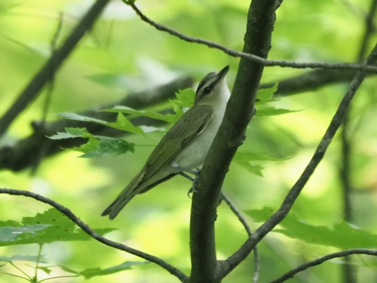 Red-eyed Vireo - ML621289440