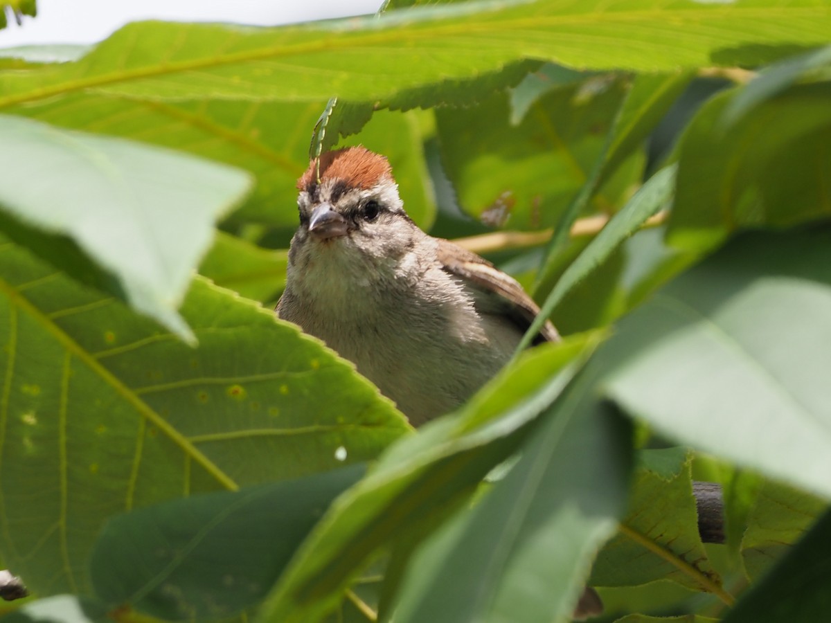 Chipping Sparrow - ML621289455