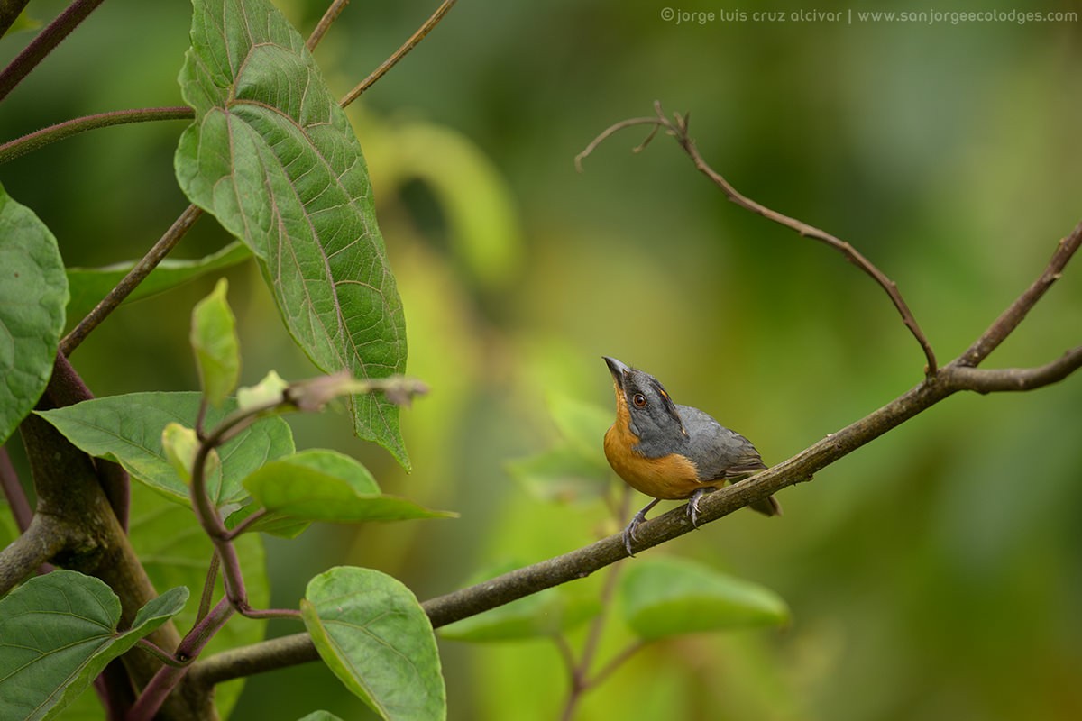 Rufous-crested Tanager - ML621289456