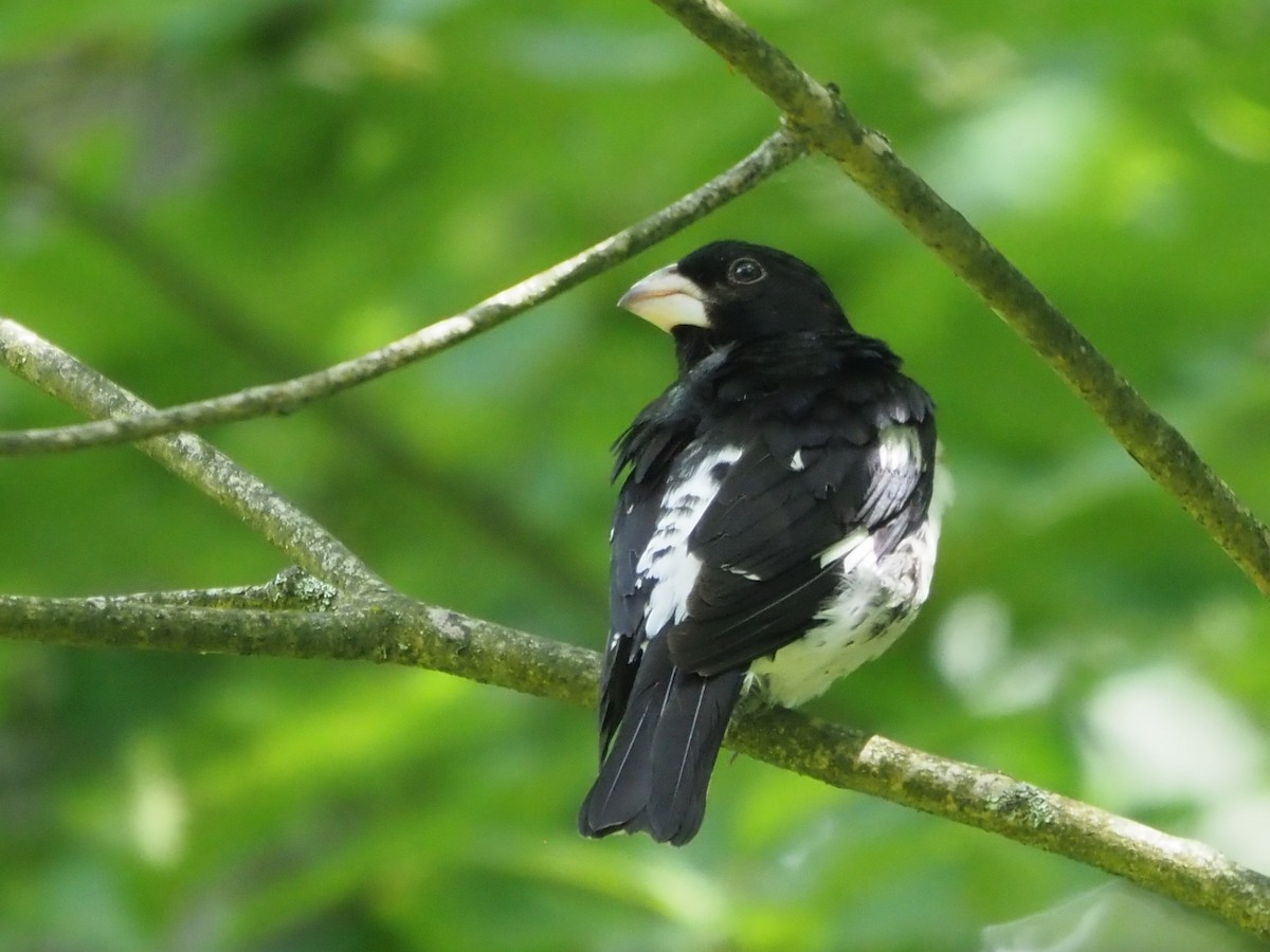 Rose-breasted Grosbeak - ML621289462