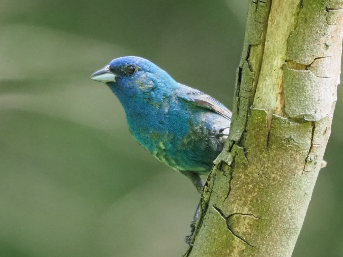 Indigo Bunting - ML621289467