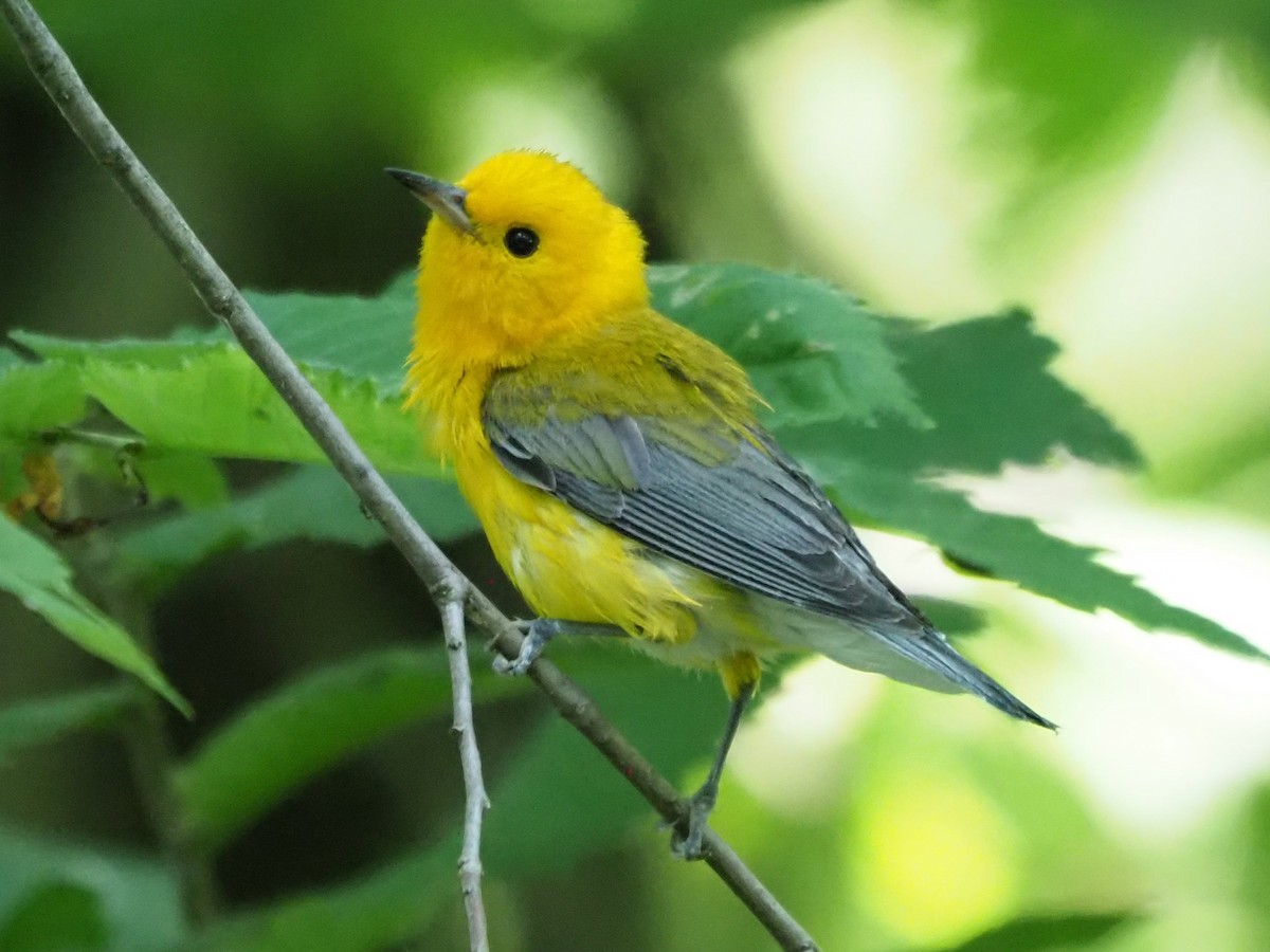 Prothonotary Warbler - ML621289485