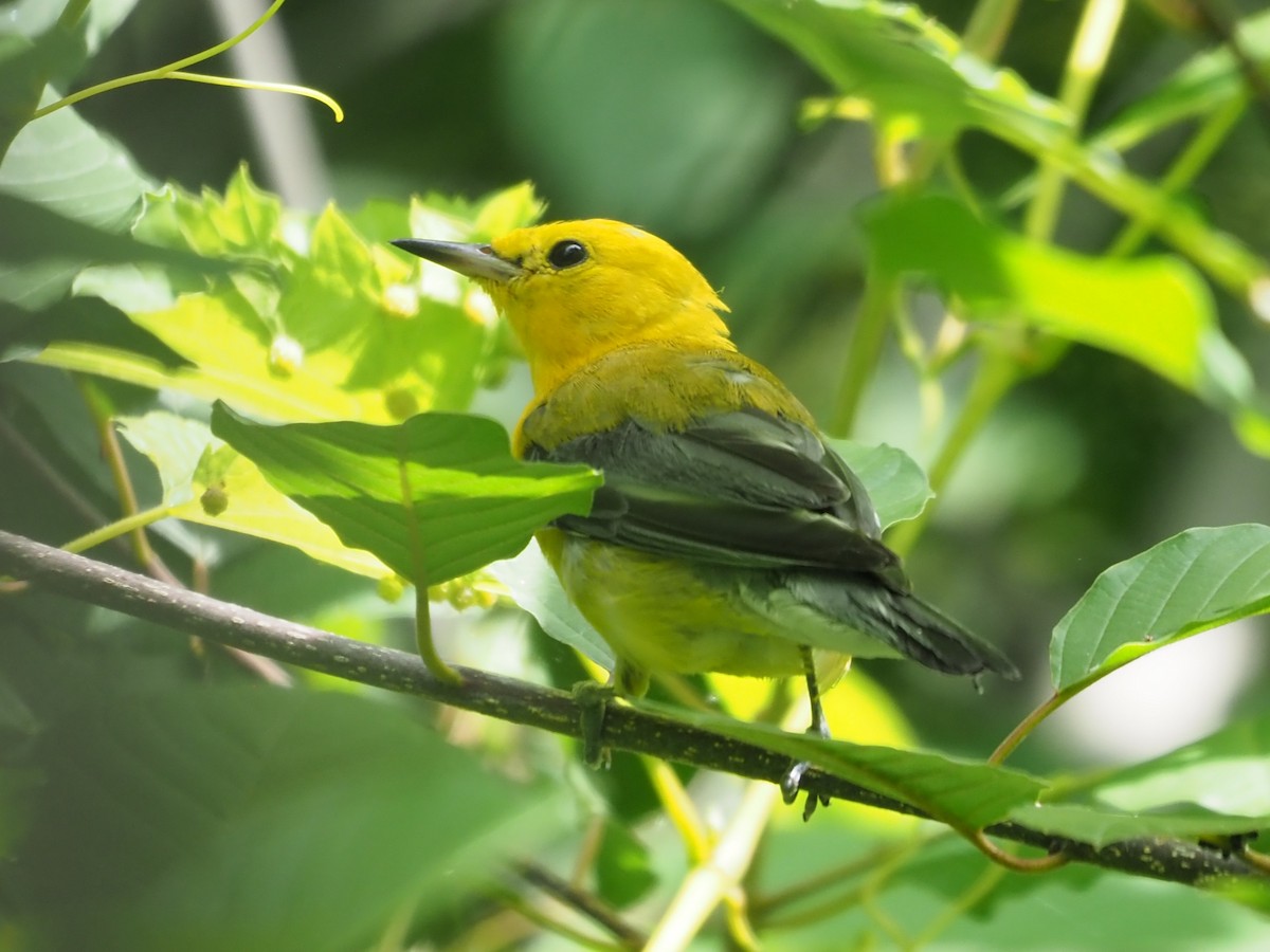 Prothonotary Warbler - ML621289486