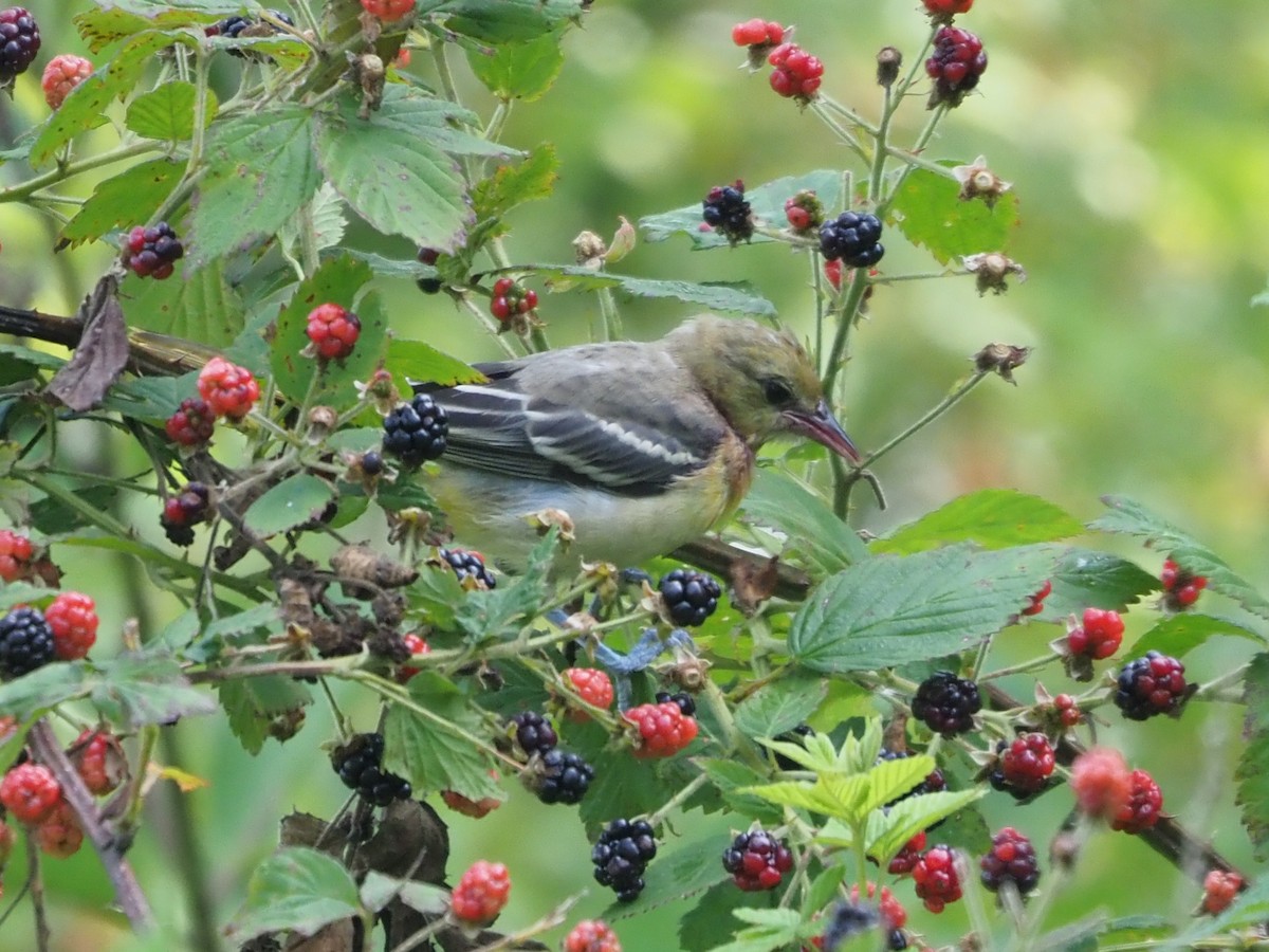 Baltimore Oriole - ML621289523