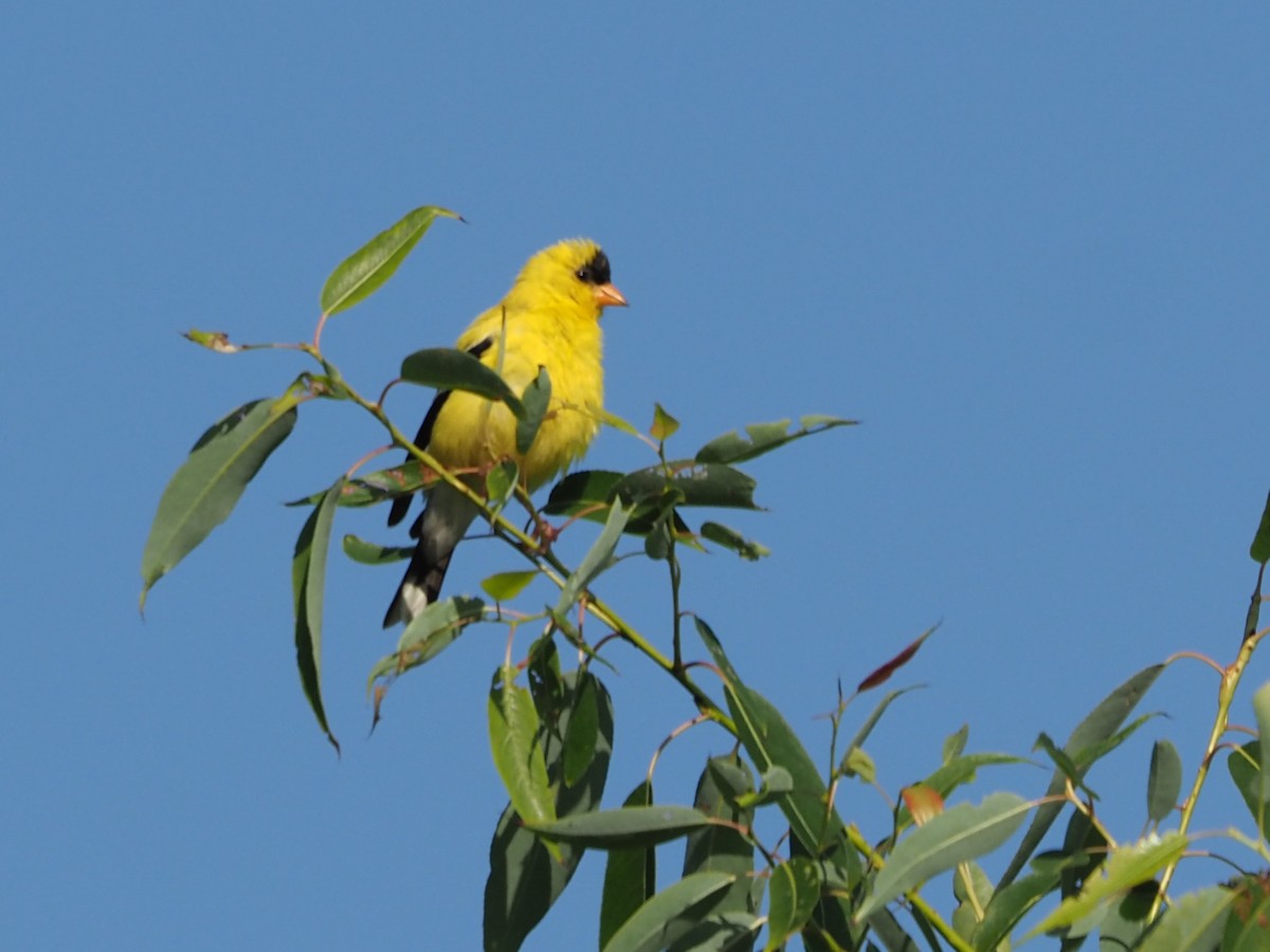 American Goldfinch - ML621289527