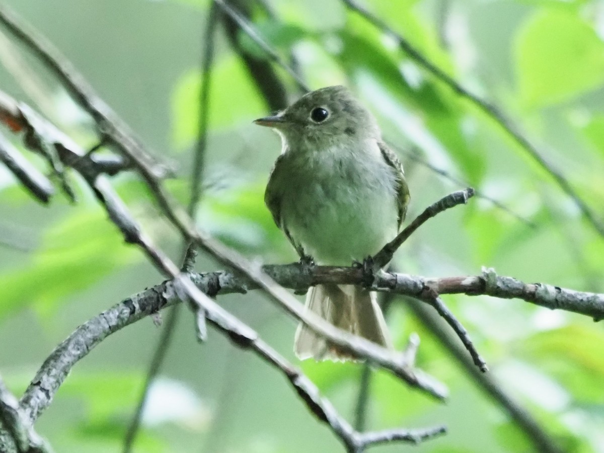Acadian Flycatcher - ML621289543