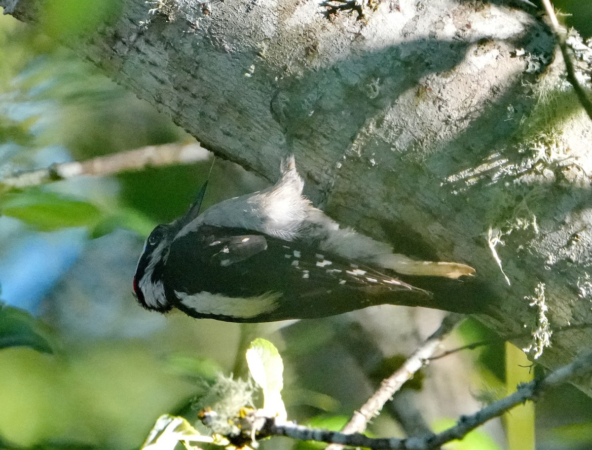 Downy Woodpecker - ML621289593