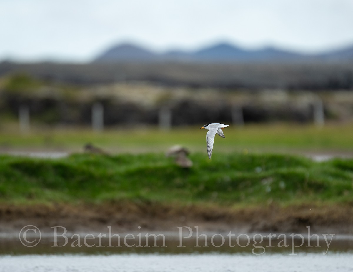 Little/Least Tern - ML621289633