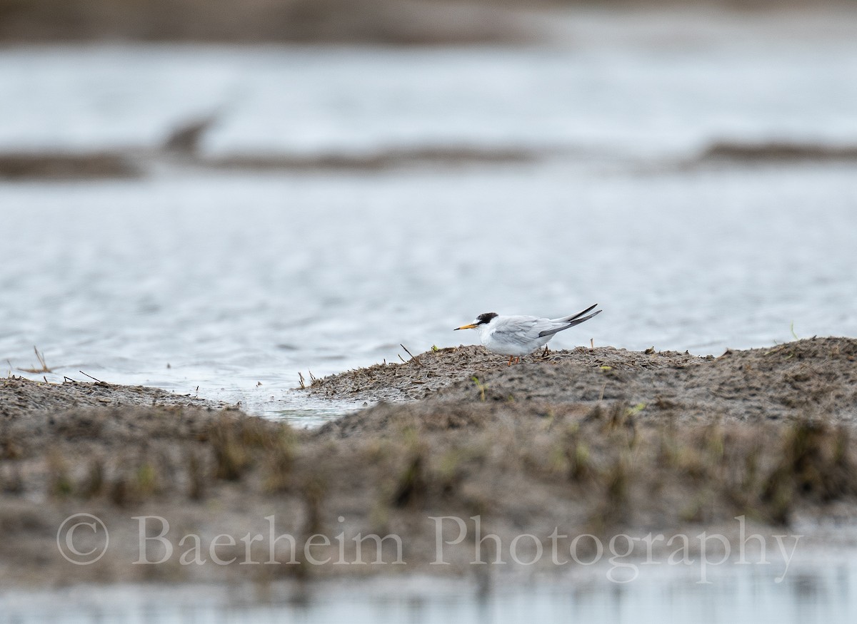 rybák malý/nejmenší - ML621289634