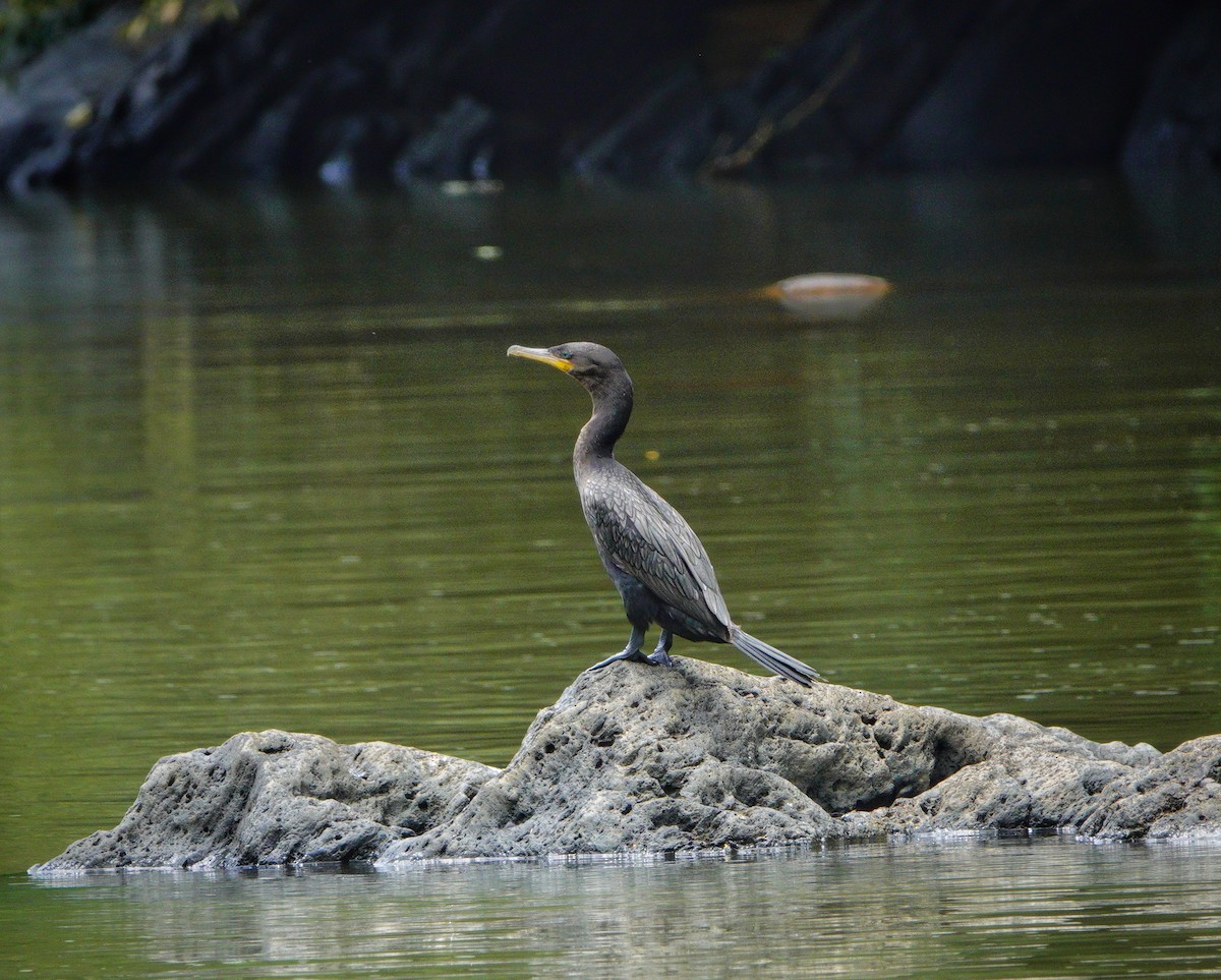 Neotropic Cormorant - ML621289667